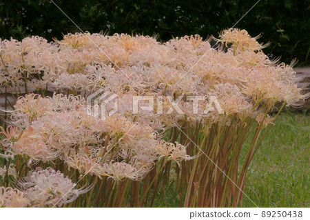 群集孤挺花 群集孤挺花 89250438