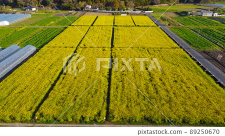 Rape field and drone photography in front of Road Station Basaro 89250670