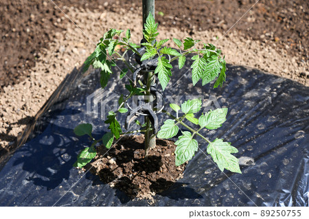 種植後開始生根的迷你番茄苗 種植後開始生根的迷你番茄苗 89250755