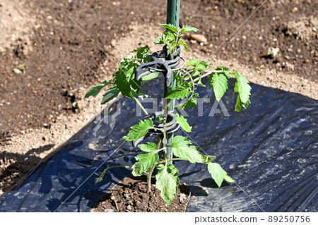 種植後開始生根的迷你番茄苗 89250756