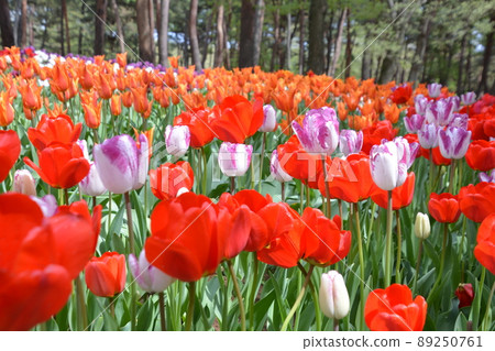 Beautiful and colorful tulip fields in the park Beautiful and colorful tulip fields in the park 89250761