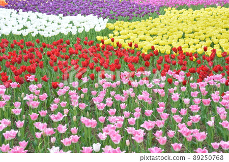 Beautiful and colorful tulip fields in the park Beautiful and colorful tulip fields in the park 89250768