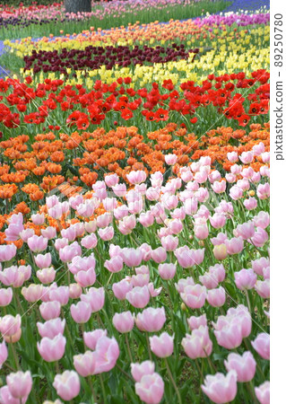 公園里美麗多彩的鬱金香田 公園里美麗多彩的鬱金香田 89250780