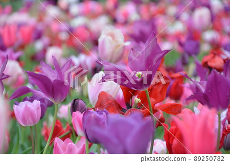 Beautiful and colorful tulip fields in the park Beautiful and colorful tulip fields in the park 89250782