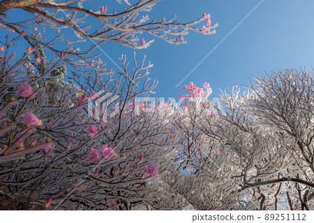 Rime and Akebono Azalea (Kamegamori Road) 89251112