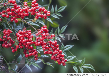 南天竹 南天竹 89251323