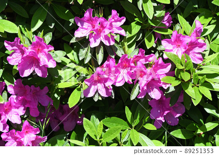 Azalea Azalea 89251353