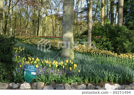 Keukenhof park in the Netherlands 89251494