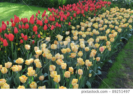 Keukenhof park in the Netherlands 89251497