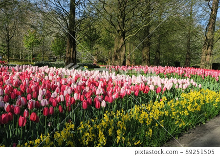 Keukenhof park in the Netherlands 89251505