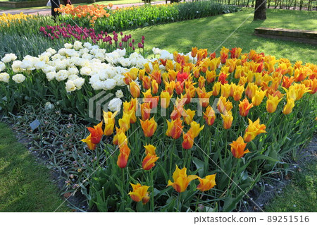 Keukenhof park in the Netherlands Keukenhof park in the Netherlands 89251516