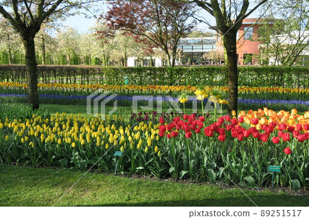 Keukenhof park in the Netherlands Keukenhof park in the Netherlands 89251517