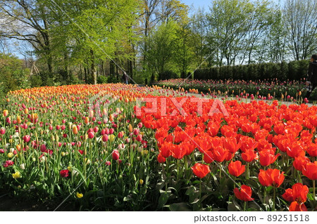 Keukenhof park in the Netherlands Keukenhof park in the Netherlands 89251518