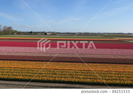 Keukenhof park in the Netherlands 89251533