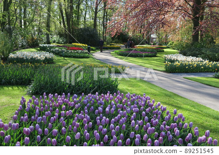 Keukenhof park in the Netherlands 89251545
