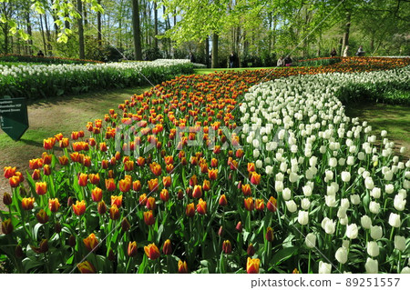 Keukenhof park in the Netherlands 89251557