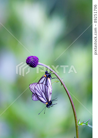 Copulation scene of endangered Aporia hippia alpine butterfly Copulation scene of endangered Aporia hippia alpine butterfly 89251706