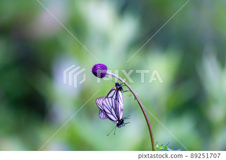 瀕臨滅絕的Aporia hippia高山蝴蝶交配場景 89251707