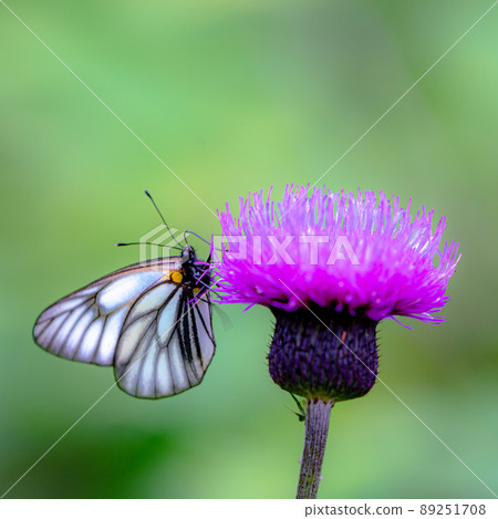 Endangered species Aporia hippia honey-sucking scene Takayama butterfly Endangered species Aporia hippia honey-sucking scene Takayama butterfly 89251708