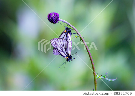 瀕臨滅絕的Aporia hippia高山蝴蝶交配場景 89251709