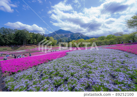 埼玉縣羊山公園芝櫻春天秩父 89252100