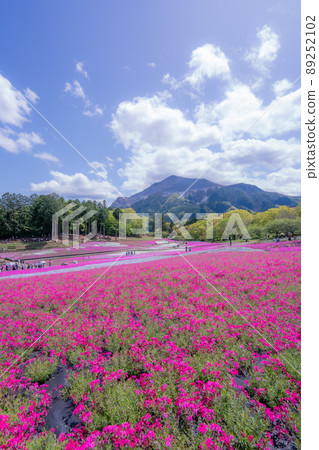 埼玉縣羊山公園芝櫻春天秩父 89252102