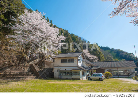 Sakura blooming in the closed elementary school and school playground 89252208
