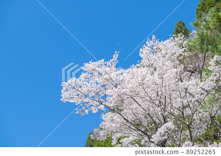 矢馬溪盛開的吉野櫻花和藍天 89252265