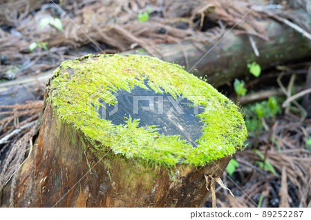 Tree with moss (Mt. Kurami's evil god route) 89252287