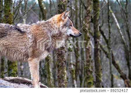 Close up of an adult wolve roaming in the forest 89252417