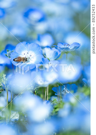 Nemophila in full bloom in the fresh green national Musashi Kyuryo Forest Park, close-up, Saitama Prefecture Nemophila in full bloom in the fresh green national Musashi Kyuryo Forest Park, close-up, Saitama Prefecture 89252433