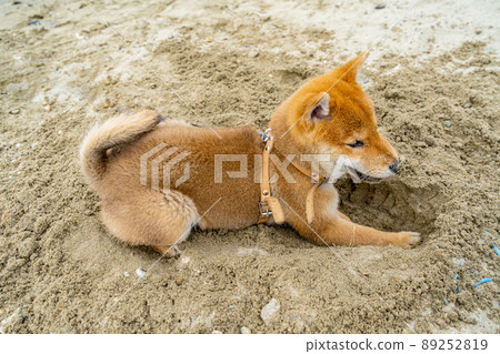 Young shiba inu dog playing in the sand near the river Young shiba inu dog playing in the sand near the river 89252819