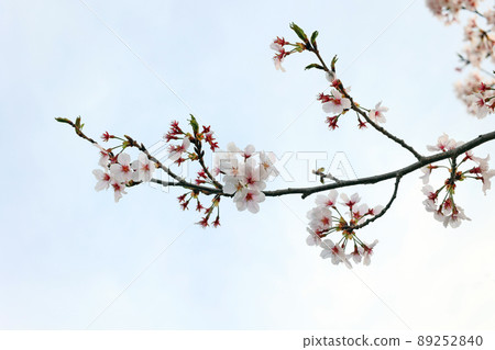 Isezaka河的櫻花 Isezaka河的櫻花 89252840