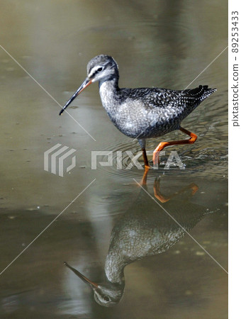 Spotted Redshank_20021013_9924 89253433