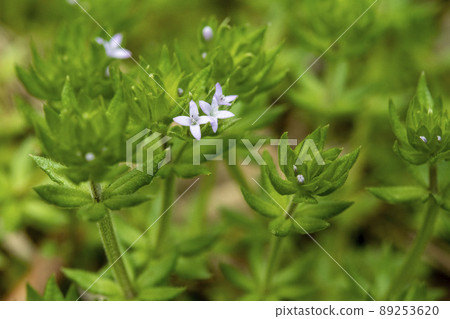 Small flower of madder 89253620