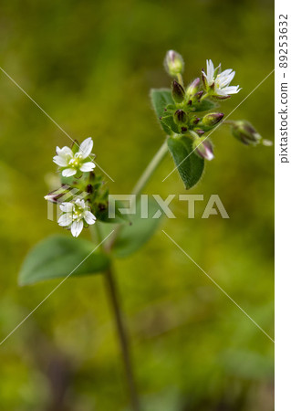 Mice-ear chick flowers 89253632