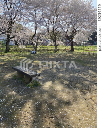 公園櫻花 89254359