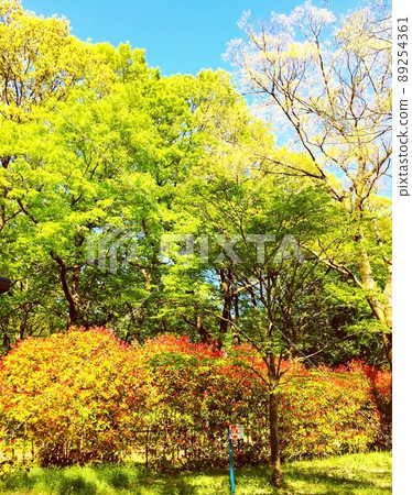 森林景觀 89254361