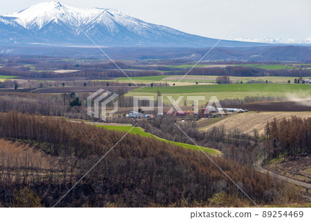 從美瑛的山丘上看到的防風林和被它包圍的草地,雪山 從美瑛的山丘上看到的防風林和被它包圍的草地,雪山 89254469