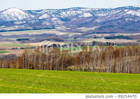 北地早春草甸和防風林，雪山 89254470