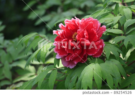 Peony Peony 89254526