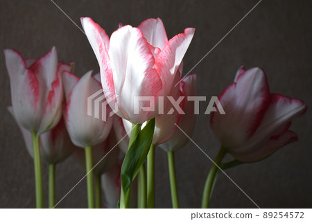Spring white tulips with red stripes. 89254572