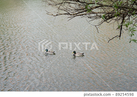 two ducks swimming across a lake two ducks swimming across a lake 89254598