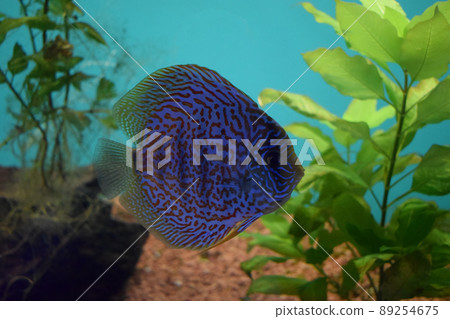 Discus fish (Pompadour), Red symphysodon discus. Discus fish (Pompadour), Red symphysodon discus. 89254675