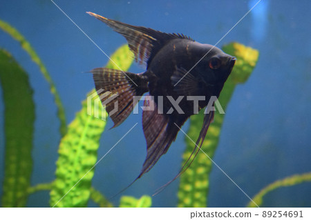 A colorful cichlids fish (pterophyllum scalare) 89254691
