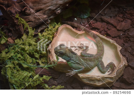 Green Water Dragon. Chinese Water Dragon. Physignathus cocincinus. Green Water Dragon. Chinese Water Dragon. Physignathus cocincinus. 89254698