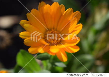 Yellow-orange calendula flower among green leaves. 89254699