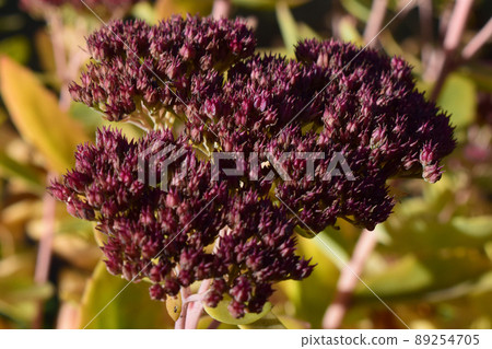 Drying autumn succulent garden close up Drying autumn succulent garden close up 89254705