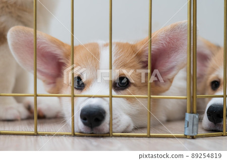 Close-up portrait of welsh corgi puppies in a cage. Close-up portrait of welsh corgi puppies in a cage. 89254819