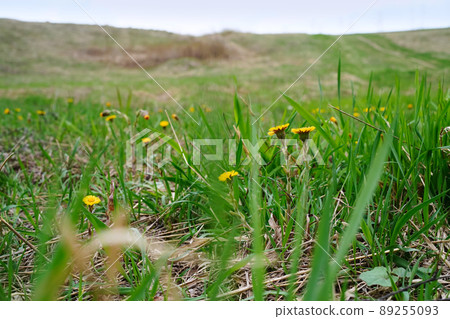 Yellow coltsfoot flowers grow among the grass in the meadow. Eye level view. Landscape Yellow coltsfoot flowers grow among the grass in the meadow. Eye level view. Landscape 89255093